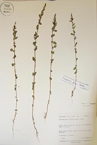 herbarium sheet of BRY 173146